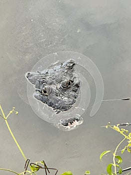 guatemala peten villa maya laguna petenchel crocodile