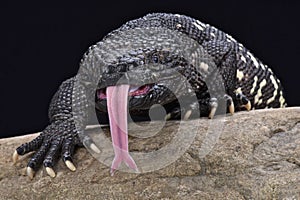 Guatemalan beaded lizard (Heloderma charlesbogerti) photo