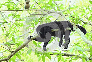 Guatemalan Black Howler Monkey - Male photo