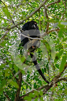 Wildlife: Black Howler Monkeys sleep and eat in trees most of their time