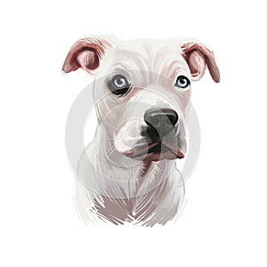 Guatemalan Dogo, Dogo Guatemalteco dog digital art illustration isolated on white background. Guatemala origin mastiff dog. Pet photo