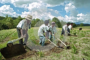 Guatemalan Indian family works in cornfield