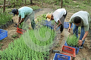 Guatemalan men work in reforestation project