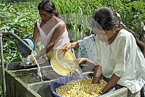 Guatemalans wash and soak corn in sink