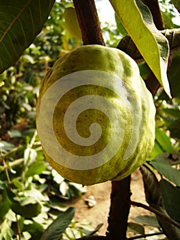 The Guava