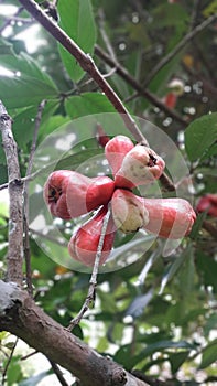 Guava Bool fruit in Indonesian language