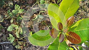 Guava or cashew leaf is a type of plant from the Anacardiaceae originating from Brazil