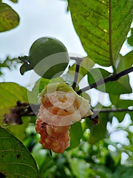 Guava eaten by bats
