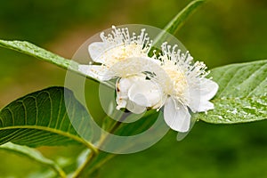 Guava flower in full bloom