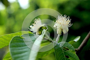 Guava flower in the garden close up. Selective focus. guava flowers that have bloomed
