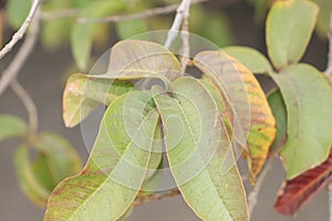 Guava fresh leaf on tree,close up leaf,green and yellow green leaf.