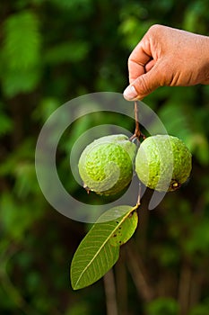 Guava fruit