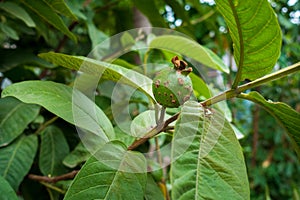 Guava fruit with brown spot disease caused by the fungus Cephaleuros virescens