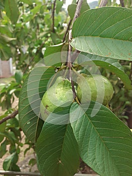 guava fruit. This fruit is usually made into fruit juice because it has many benefits for the body