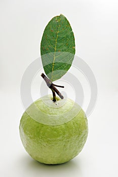 Guava fruit isolated