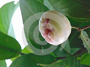 Guava fruit at Madrasah Aliyah Negeri 1 Musi Rawas