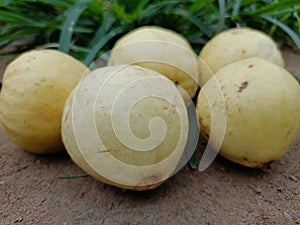 Guava fruit natural walpaper image baground