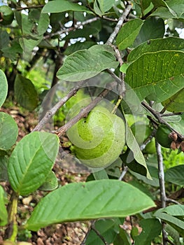 guava fruit that is not yet ripe and tastes harsh