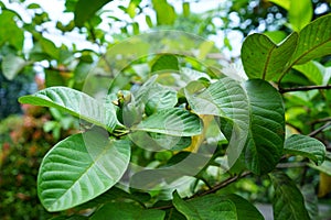 Guava fruit plant