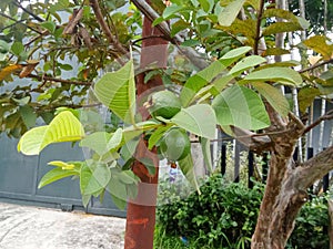 guava fruit plant in forest
