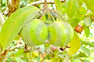 Guava fruit (Psidium guajava)