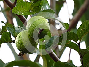 Guava fruit red pulp in natura