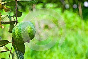 Guava fruit on the tree