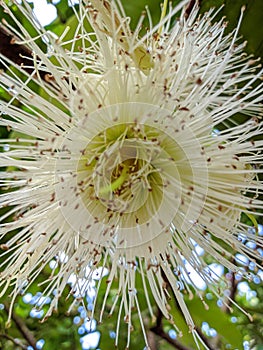 Guava fruit tree flowers