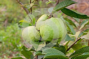 Guava fruit on the tree (Psidium guajava).