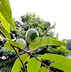 Guava Fruit on the tree - unripe guava fruit