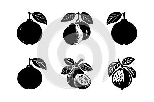 Guava Fruit Vector Silhouettes and Icons Collection
