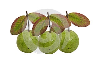 Guava fruit with white background  and  countable numbers