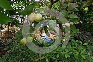 Guava fruits.