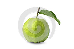 Guava, fruits and guava leaves, fruits with high vitamin C help strengthen the immune system.