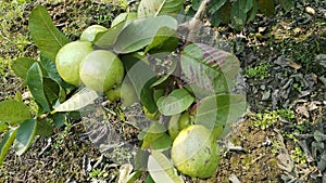 Guava garden at Gokulpur, Kataganj, Nadia, West Bengal, India, PON -