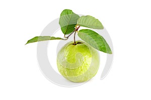 Guava and guava leaf on white background fruit agriculture food isolated