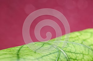 guava leaf isolated on red background