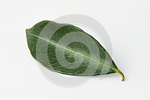 guava, guava leaf