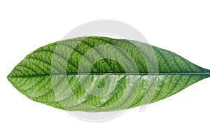 guava leaf isolated on white background