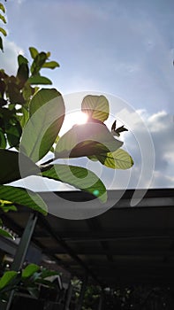 The guava leaf with sunligth