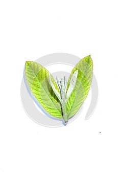 Guava leaf, the tropical evergreen vine isolated on white background, clipping path includedLarge heart shaped green l