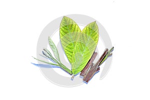 Guava leaf, the tropical evergreen vine isolated on white background, clipping path includedLarge heart shaped green l