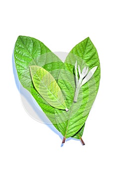 Guava leaf, the tropical evergreen vine isolated on white background, clipping path includedLarge heart shaped green l