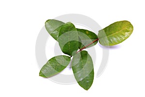 Guava leaves photo