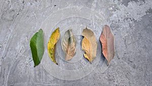 Guava leaves that evolved from green to brown in color