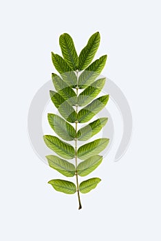 Guava leaves