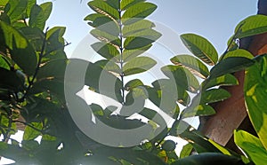 guava leaves of the  reflection lighting sunrise background
