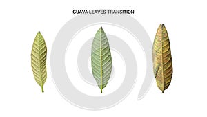 Guava leaves transation