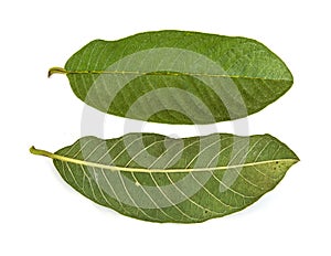 Guava leaves