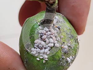 Guava mealy bug lay eggs on leaf.